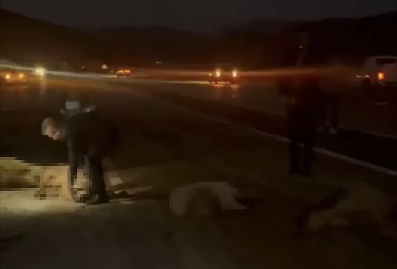 Sürüye çarpan otomobilin sürücüsü ve yolcular ölümden döndü: 20 koyun telef oldu