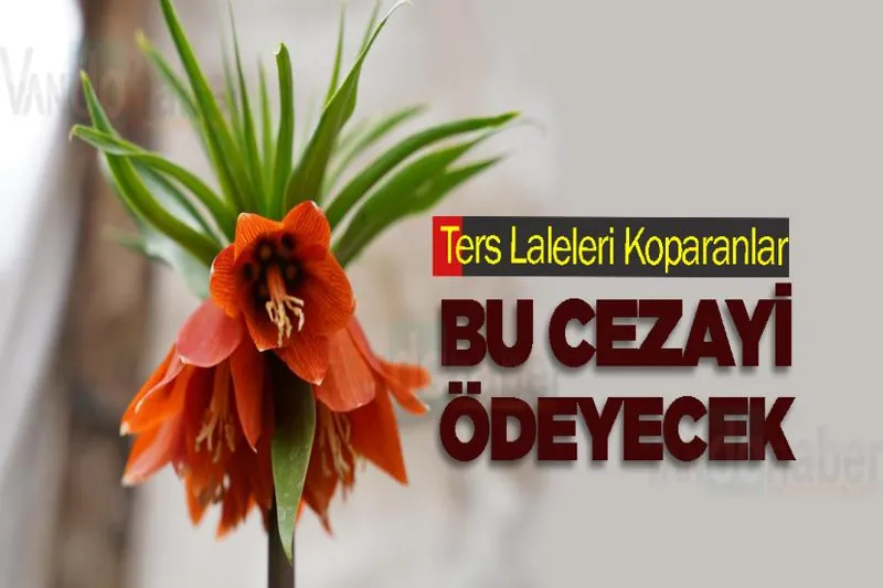 Ters Laleleri Koparanlar Bu Cezayı Ödeyecek