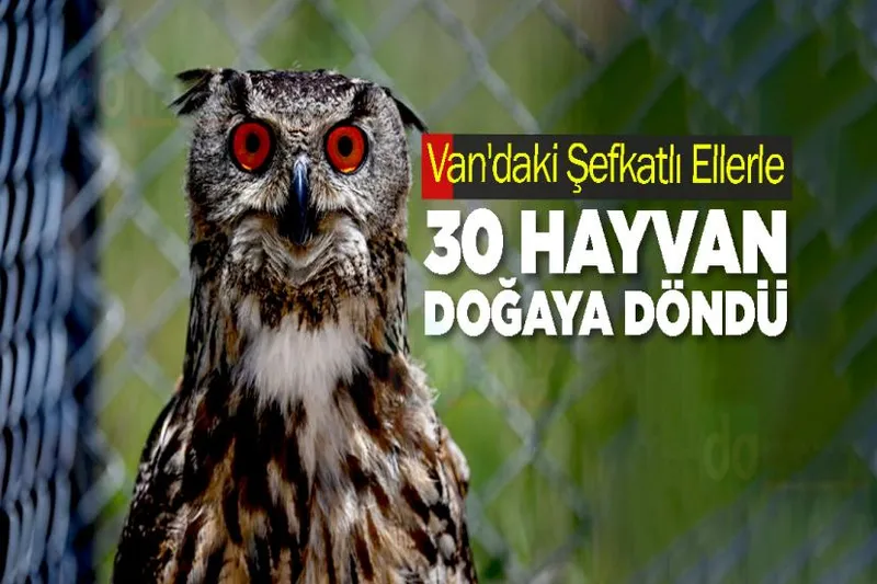 Van'daki Şefkatlı Ellerle 30 Hayvan Doğaya Döndü