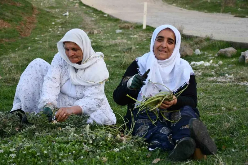 Herekol Dağı’nda vatandaşlar pancar topladı