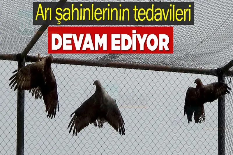 Arı şahinlerinin tedavileri devam ediyor