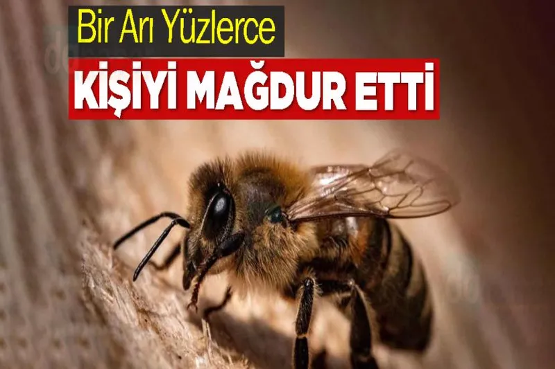 Bir Arı Yüzlerce Kişiyi Mağdur Etti
