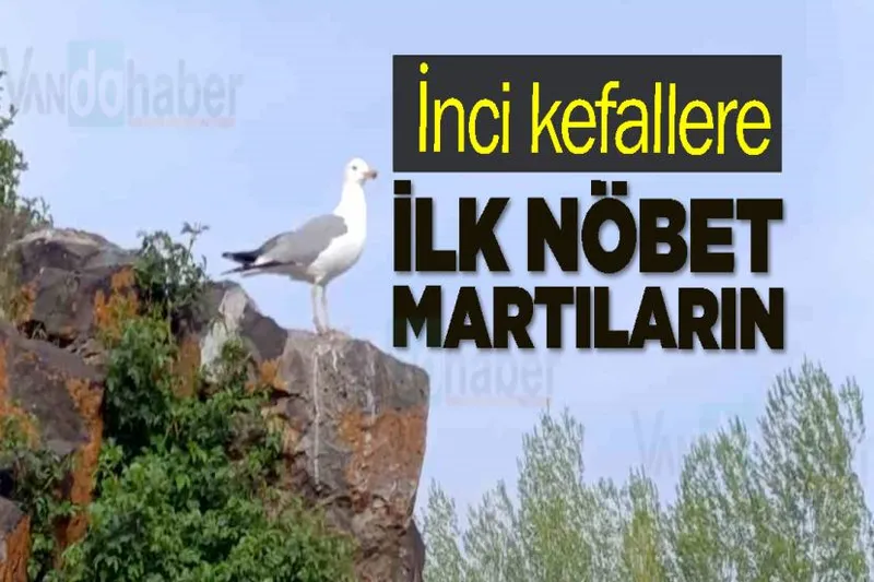 İnci kefallere ilk nöbet Martılara düştü