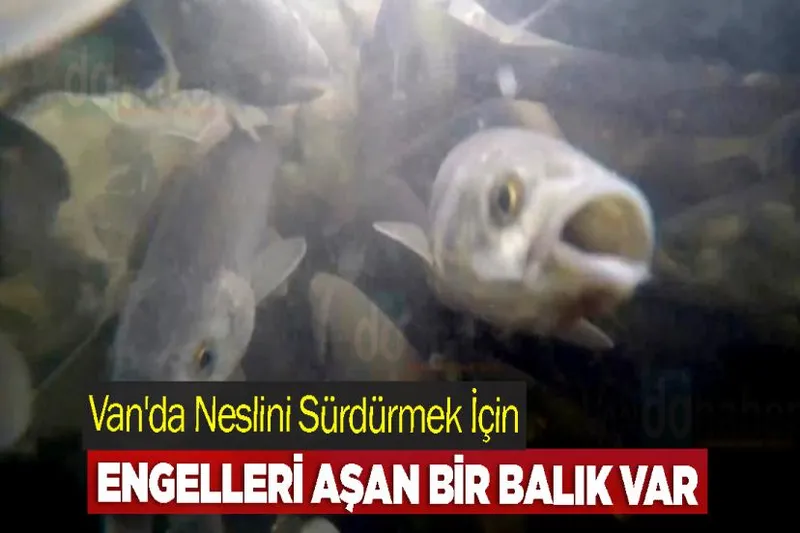 Van'da Neslini Sürdürmek İçin Engelleri Aşan Bir Balık Var