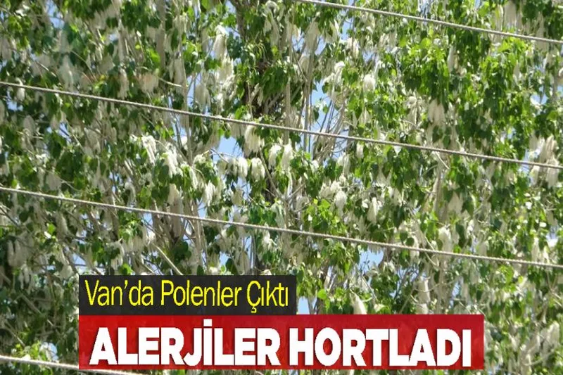 Van’da Polenler Çıktı, Alerjiler Hortladı