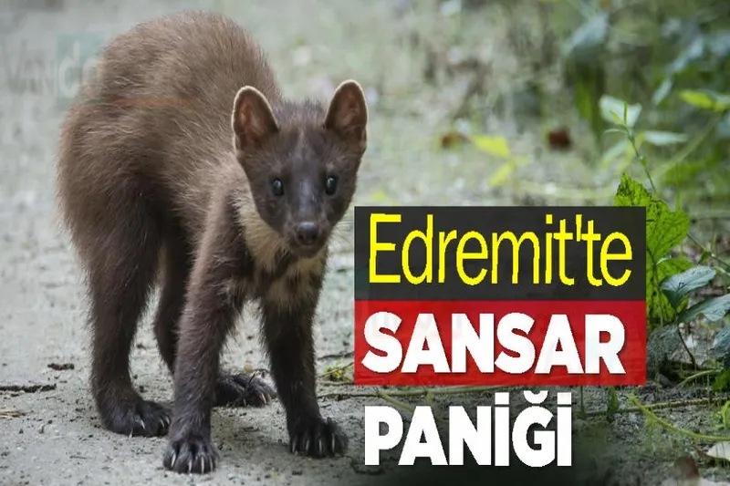 Edremit'te Sansar Paniği