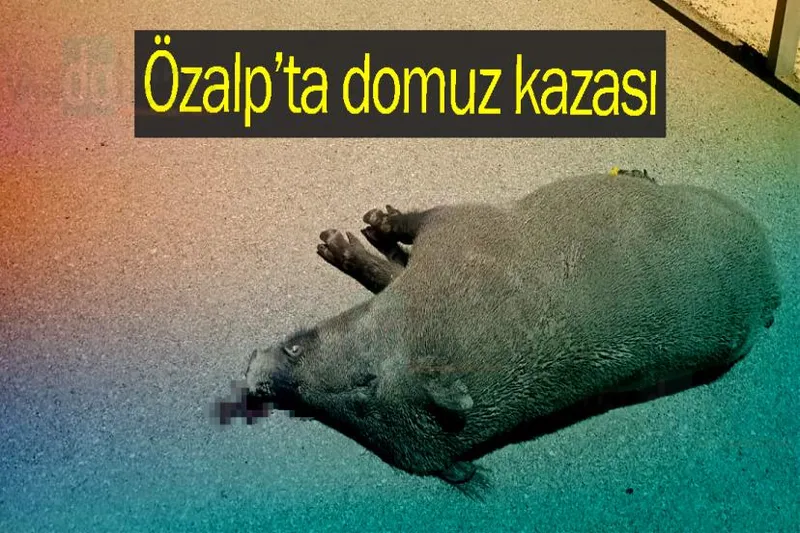 Özalp’ta domuz kazası