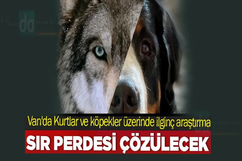 Van'da Kurtlar ve köpekler üzerinde ilginç araştırma