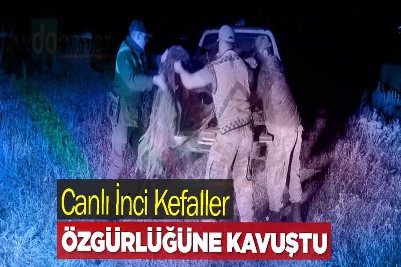 Van’da Yaklanan Canlı İnci Kefaller Özgürlüğüne Kavuştu