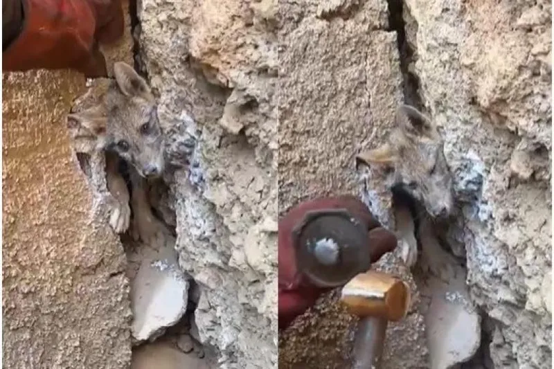 Hakkari’de Maden İşçileri Mağaraya Sıkışan Tilkiyi Kurtardılar