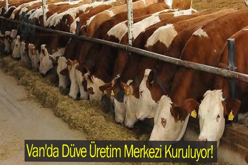 Van'da Düve Üretim Merkezi Kuruluyor!