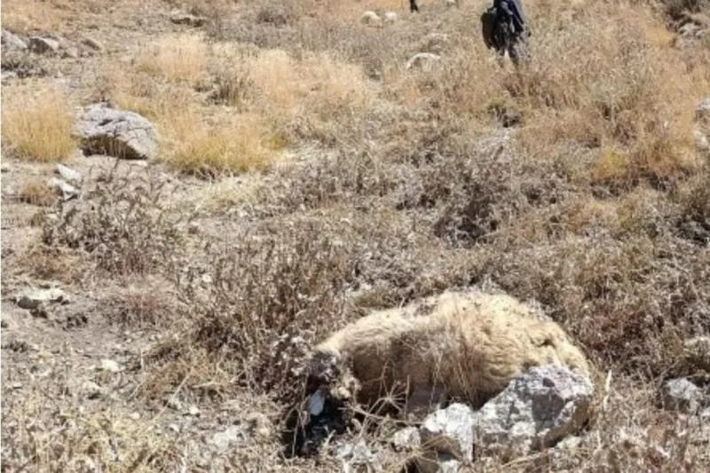 Başkale’de kurt saldırısı: Onlarca koyun telef oldu