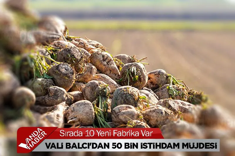 Van'da şeker pancarı alım kampanyası