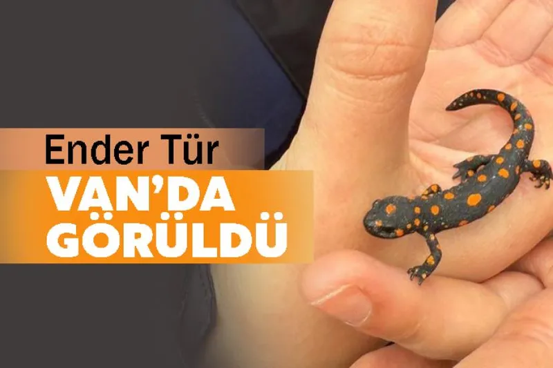 Ender Tür Van’da Görüldü