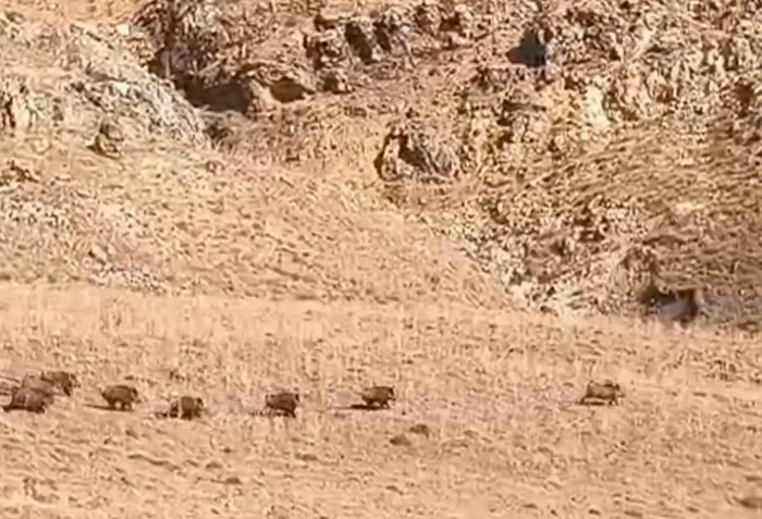 Van’da domuz sürüsü görüntülendi