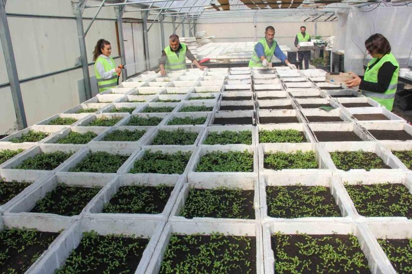 Van Büyükşehir Belediyesi mevsimlik çiçek üretimine başladı