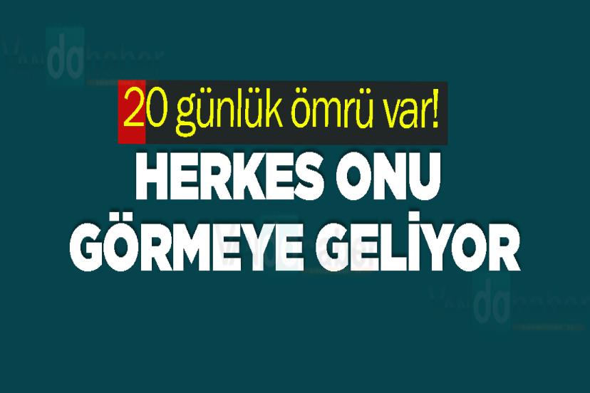 20 günlük ömrü var! Herkes onu görmeye geliyor
