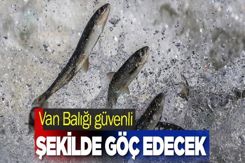 Van Balığı güvenli şekilde göç edecek