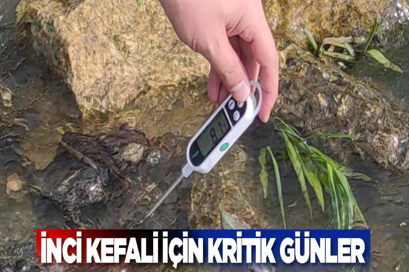 Van Gölü'nün İncisi İnci Kefali İçin Kritik Günler