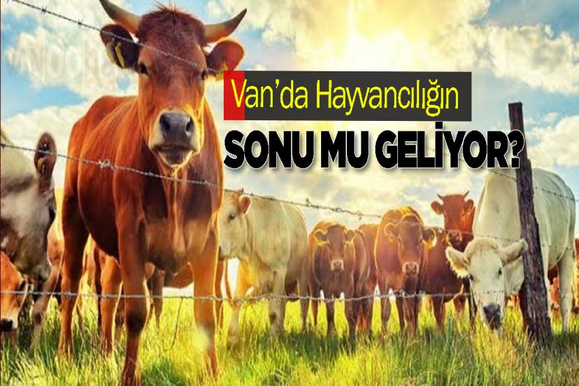 Van’da Hayvancılığın Sonu mu Geliyor?
