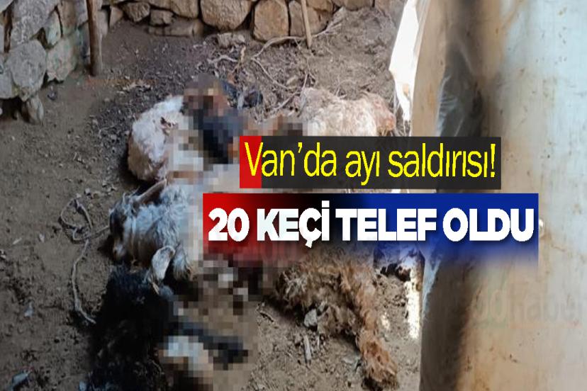 Van’da ayı saldırısı! 20 keçi telef oldu
