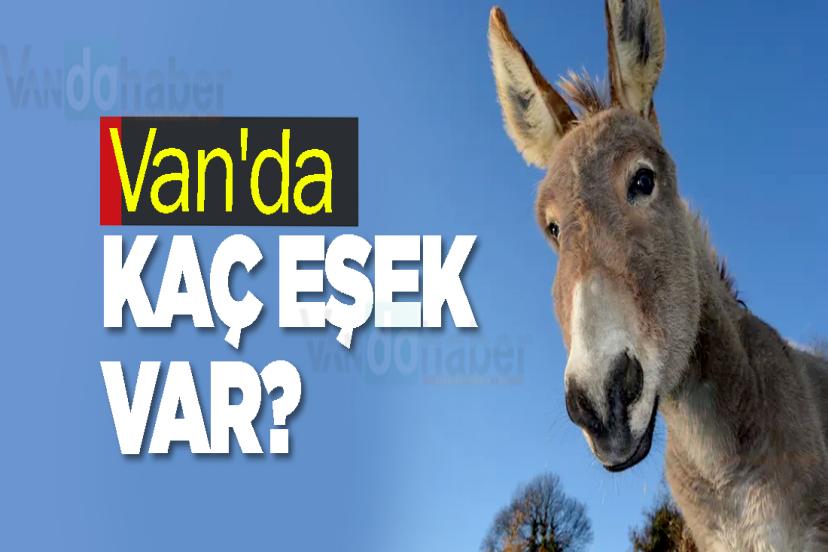 Van'da kaç eşek var?