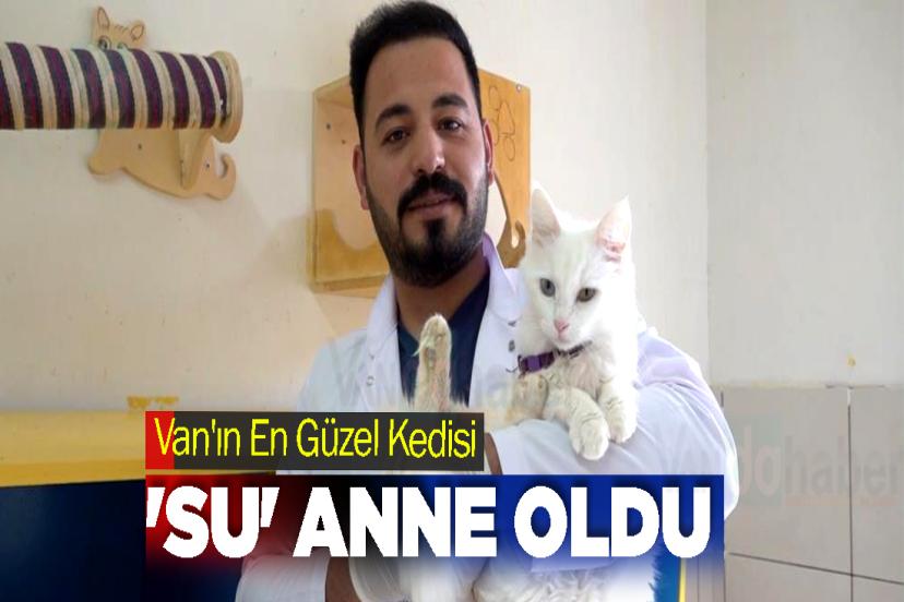 Van'ın En Güzel Kedisi 'Su' Anne Oldu