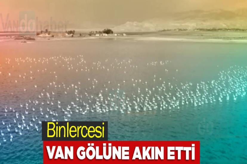 Binlercesi Van Gölüne akın etti