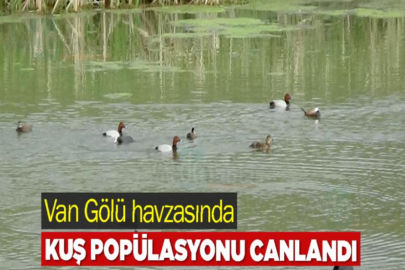 Van Gölü havzasında kuş popülasyonu canlandı