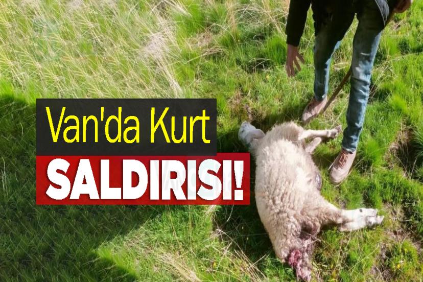 Van'da Kurt Saldırısı!