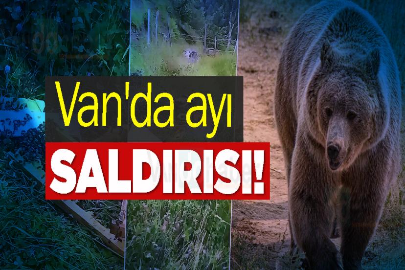 Van'da ayı saldırısı!