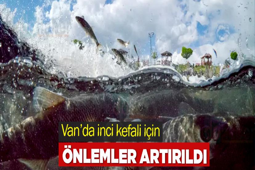 Van’da inci kefali için önlemler artırıldı