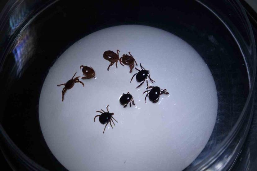 KKKA Vakaları Çoğaldı! 8 Kişi Hastanede, 1 Ölüm