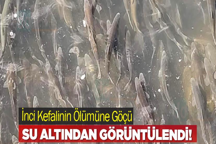 İnci Kefalinin Ölümüne Göçü Su Altından Görüntülendi!