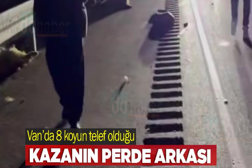 Van’da 8 koyun telef olduğu kazanın perde arkası