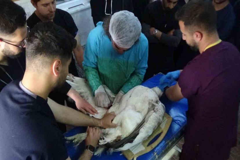 Muş’ta ateşli silahla yaralanan toy kuşu Van’da tedavisi devam ediyor