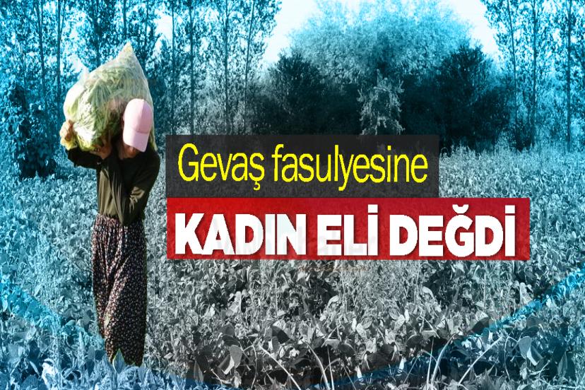 Gevaş fasulyesine kadın eli değdi