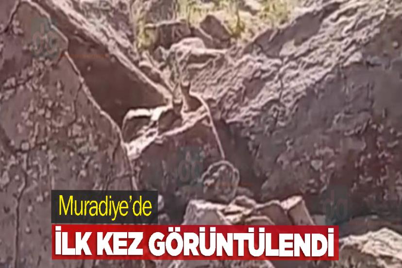 Muradiye’de ilk kez görüntülendi