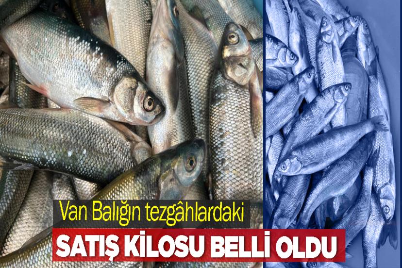 Van Balığın tezgâhlardaki satış kilosu belli oldu