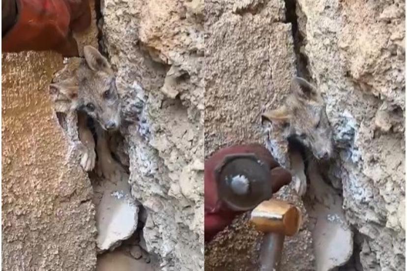 Hakkari’de Maden İşçileri Mağaraya Sıkışan Tilkiyi Kurtardılar