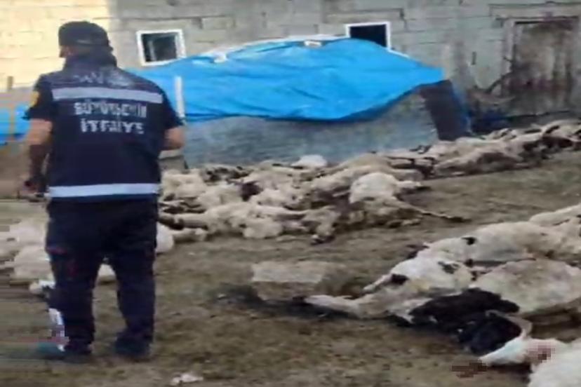 Van’da kurt saldırısı: 111 koyun telef oldu