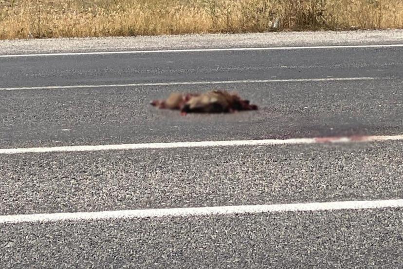 Van’da otomobil domuza çarptı