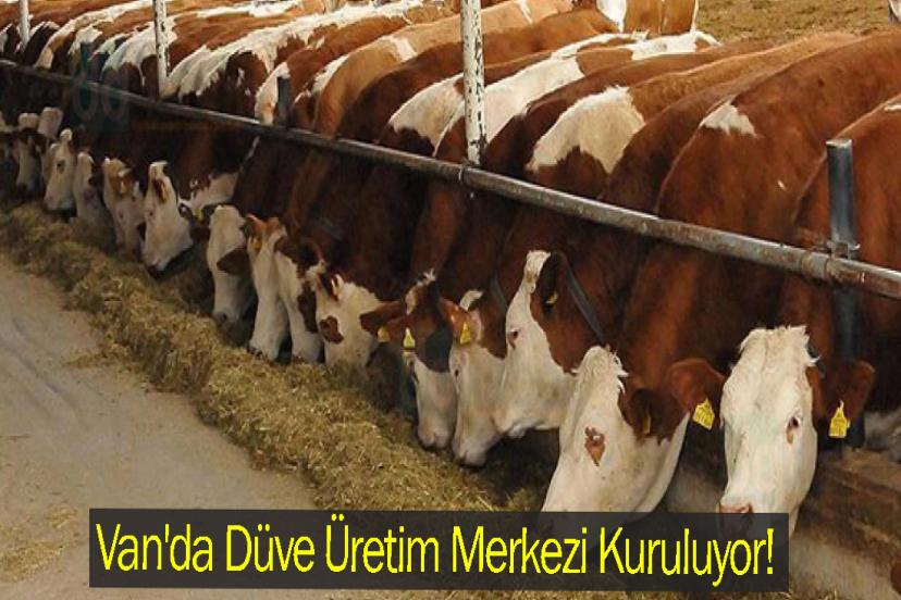 Van'da Düve Üretim Merkezi Kuruluyor!