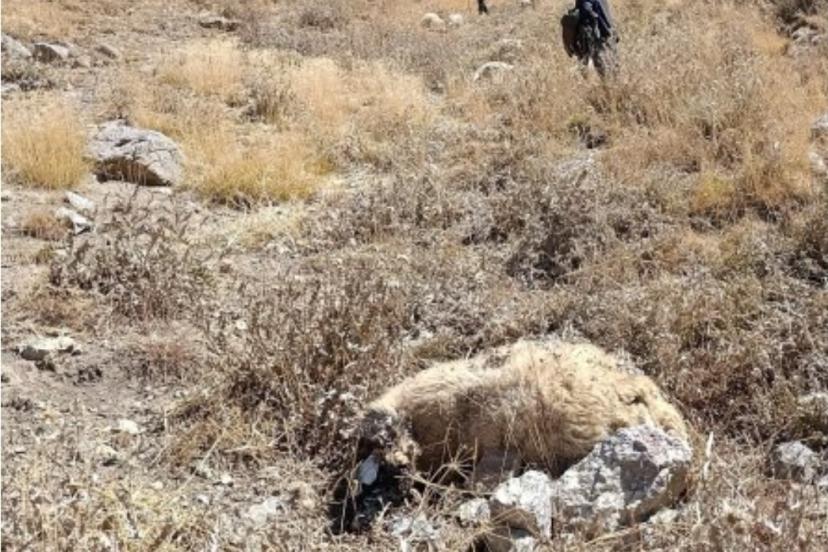 Başkale’de kurt saldırısı: Onlarca koyun telef oldu