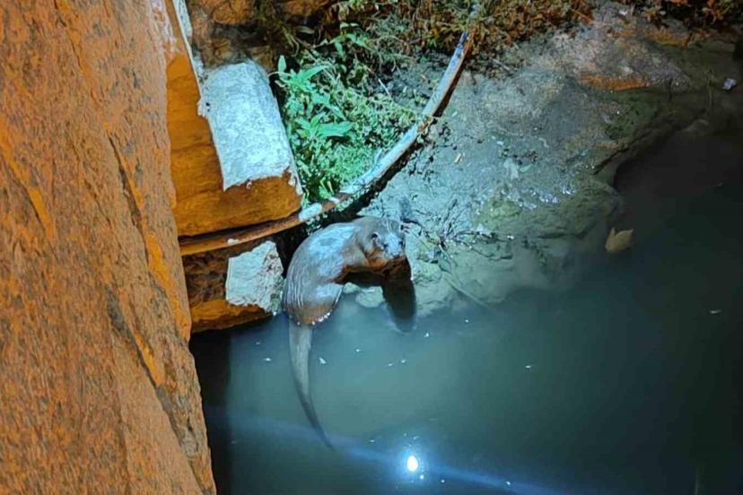 Bozkır’da su samurları yeniden görüldü