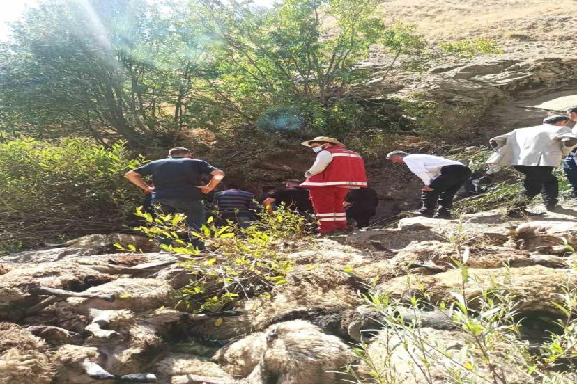 Van’da 334 koyun uçurumdan düşerek telef oldu