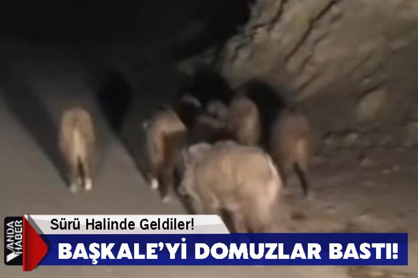 Başkale’yi Domuzlar Bastı!