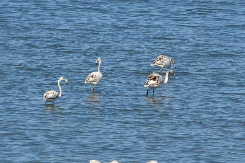 Flamingoların yeni gözdesi: İskele sahili
