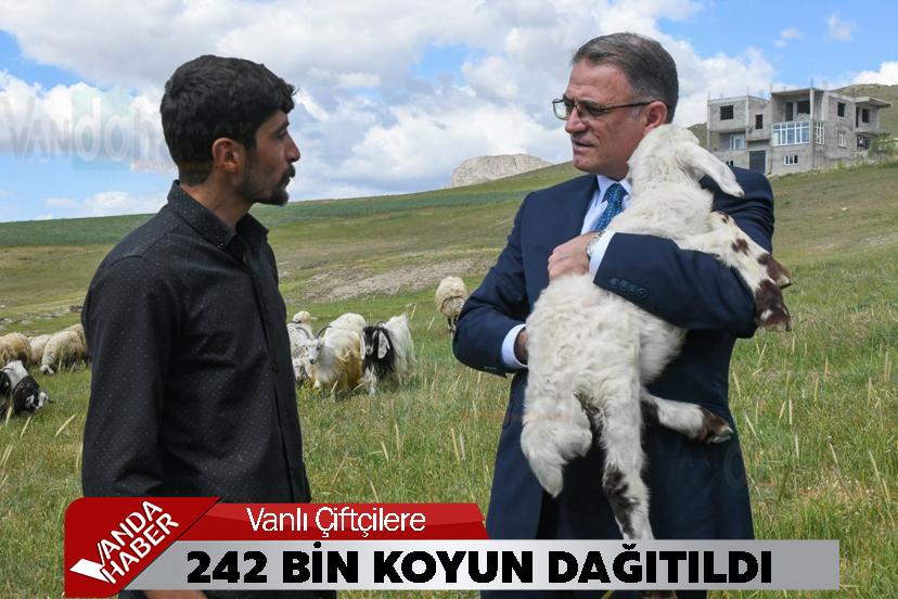 Vanlı Çiftçilere 242 Bin Koyun Dağıtıldı