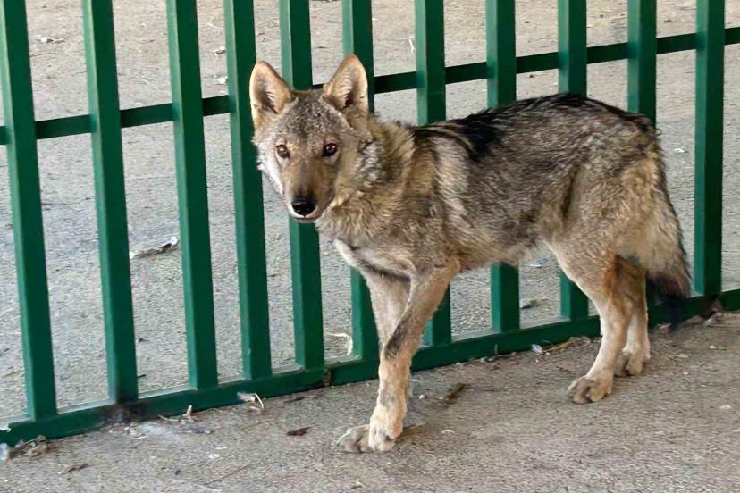 Zincire vurulmuş halde bulunan kurt rehabilite ediliyor